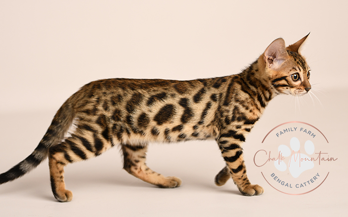 Bengal kitten for sale